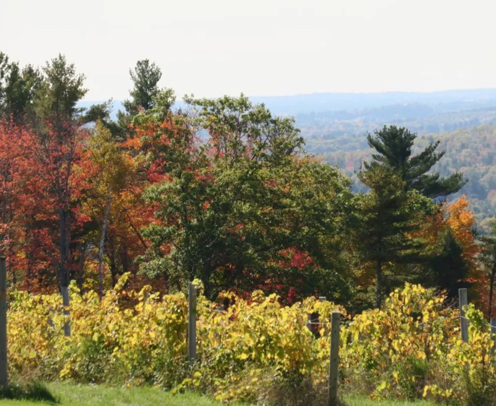 Lush trees with autumn colors and a vineyard in the foreground.